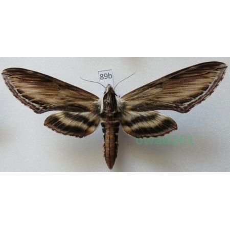 Sphinx kalmiae J.E. Smith, 1797 ex. ovo Canada 93mm89b